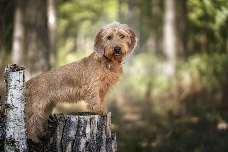 Basset Fauve de Bretagne