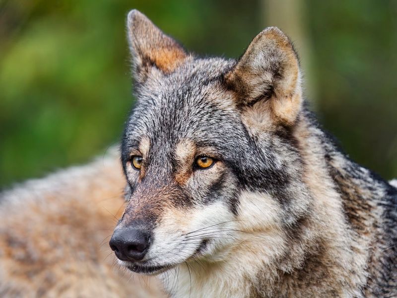 Saarloos Wolfdog