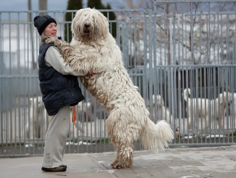 Komondor