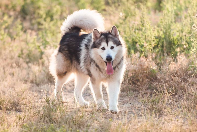 Alaskan Malamute