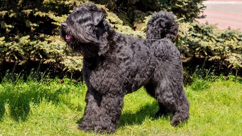 Bouvier des Flandres