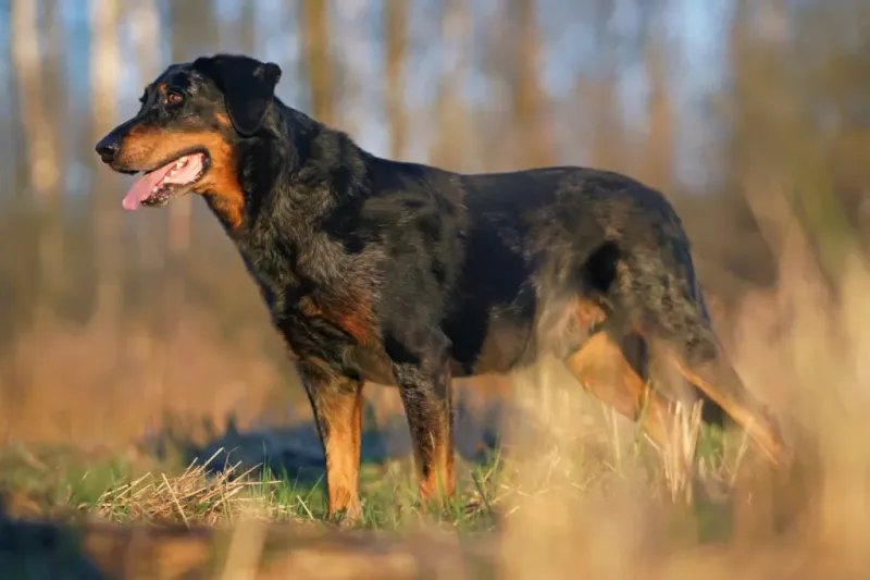 Beauceron