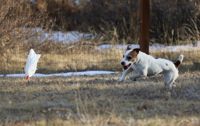 Jack Russell Terrier