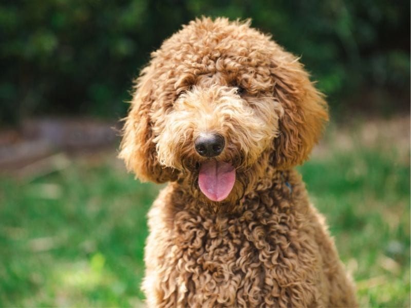 Goldendoodle