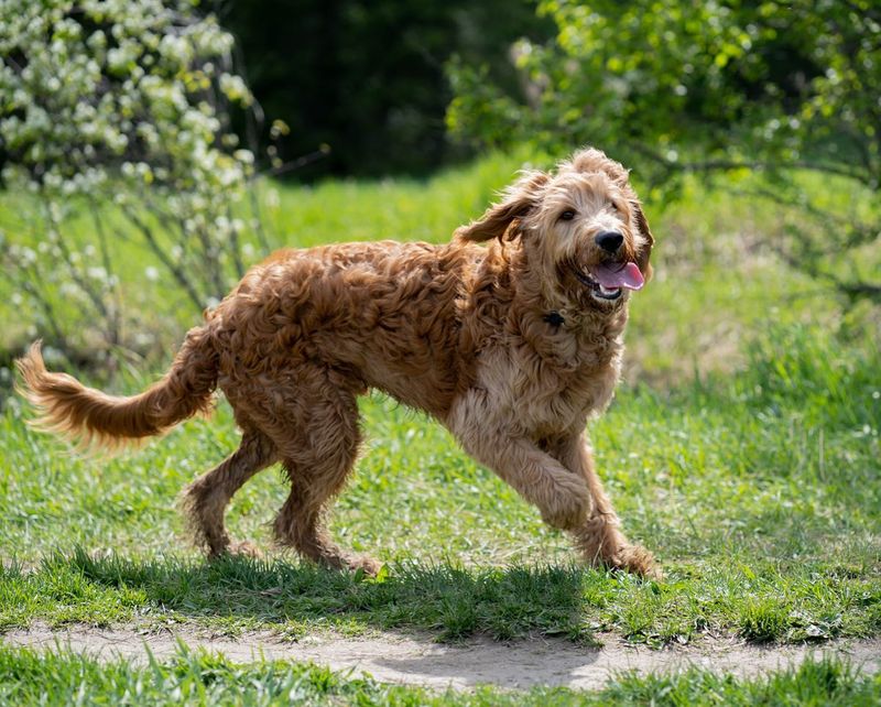 Goldendoodle