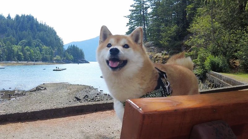 Shiba Inu