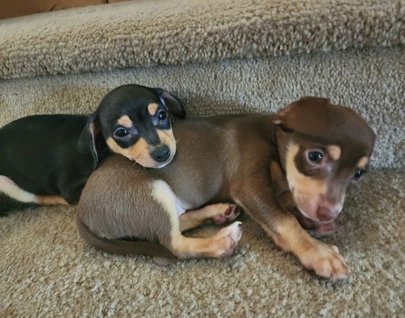 Chiweenie