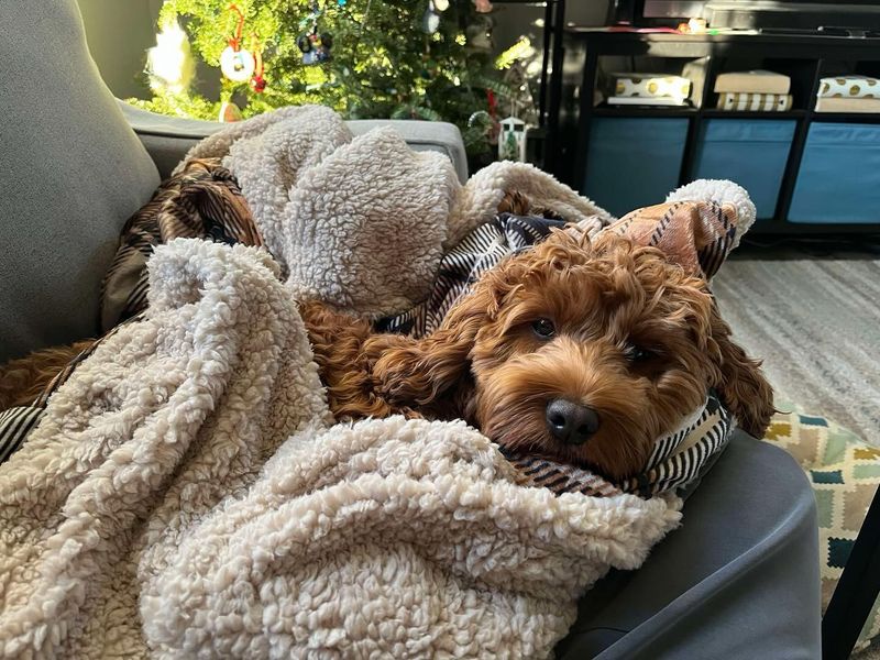 Cockapoo