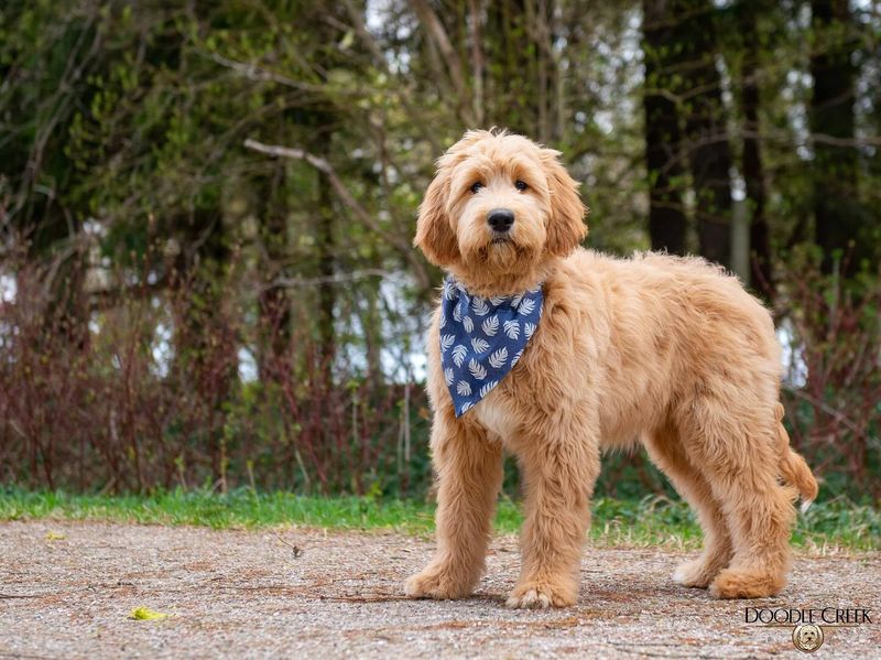 Goldendoodle