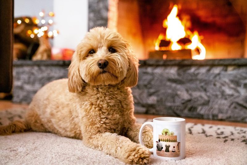 Goldendoodle