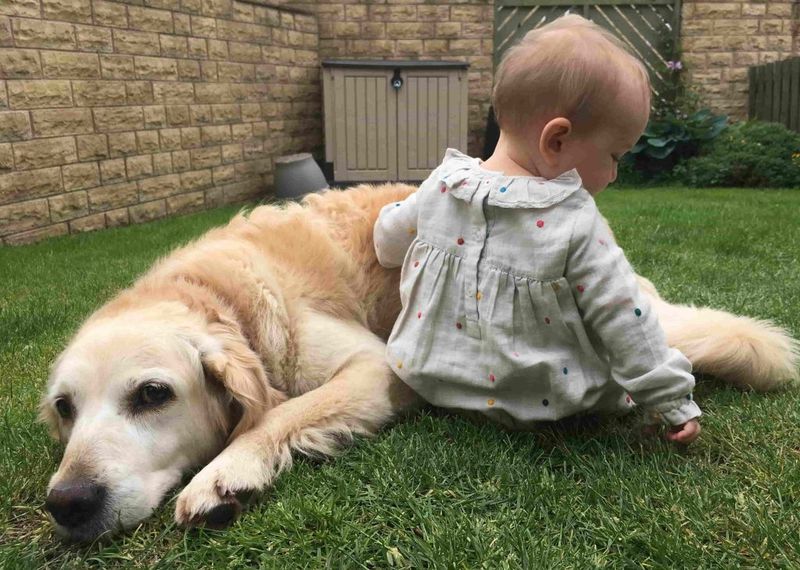Golden Retriever: Gentle Guardians