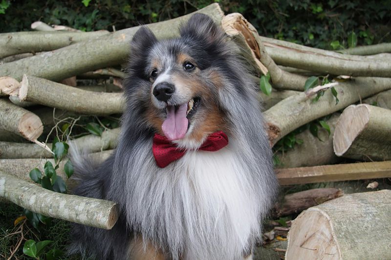 Shetland Sheepdog