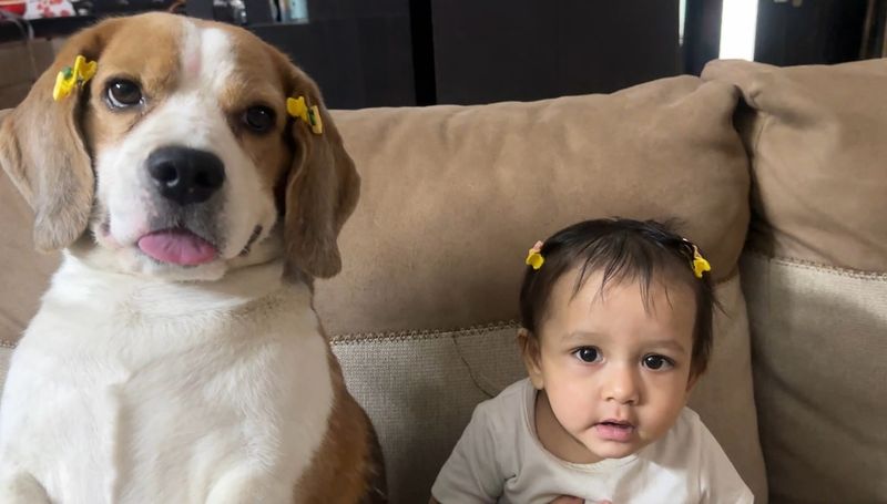 Beagle