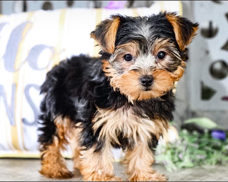 Yorkshire Terrier