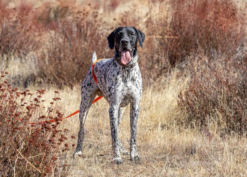 German Shorthaired Pointer