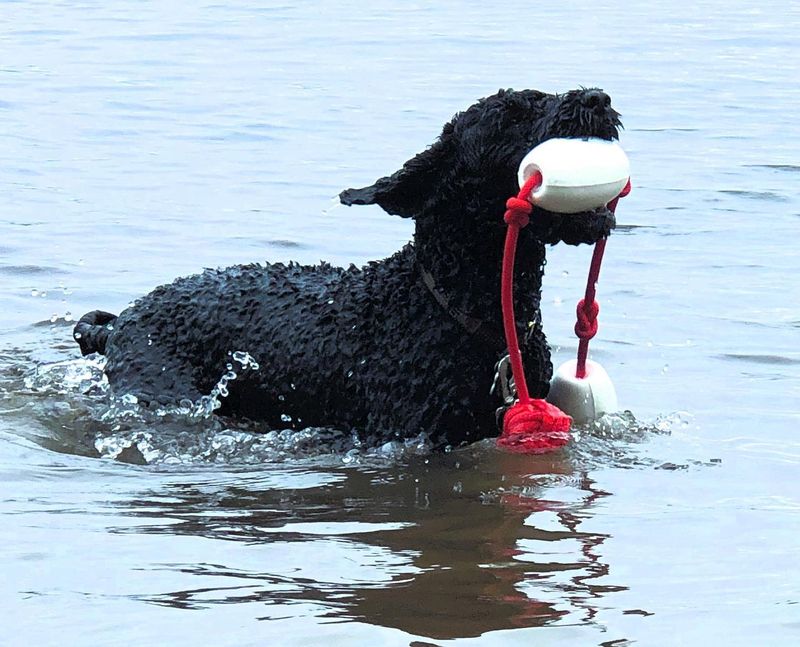 Portuguese Water Dog