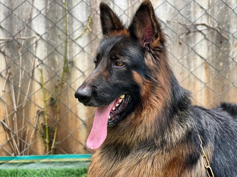 German Shepherd