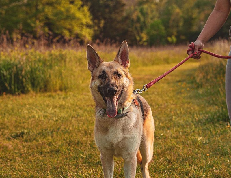 German Shepherd