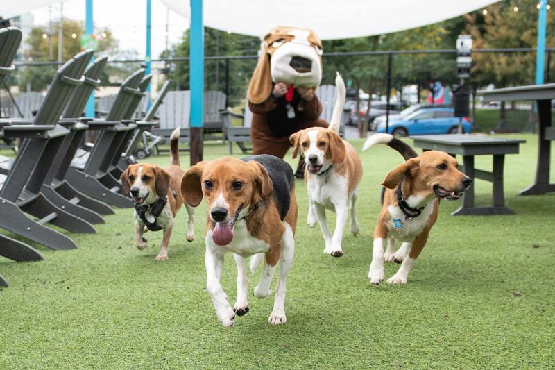 Beagle