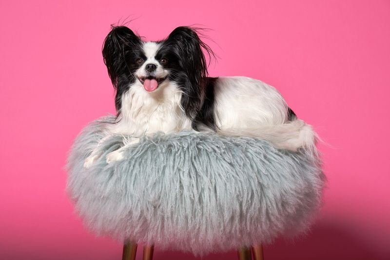 Papillon