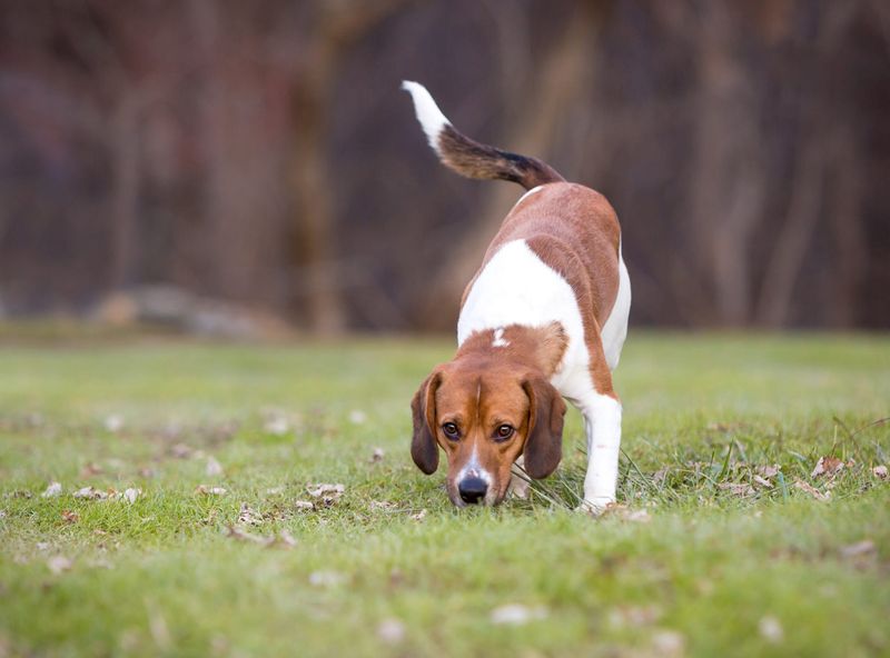 Beagle
