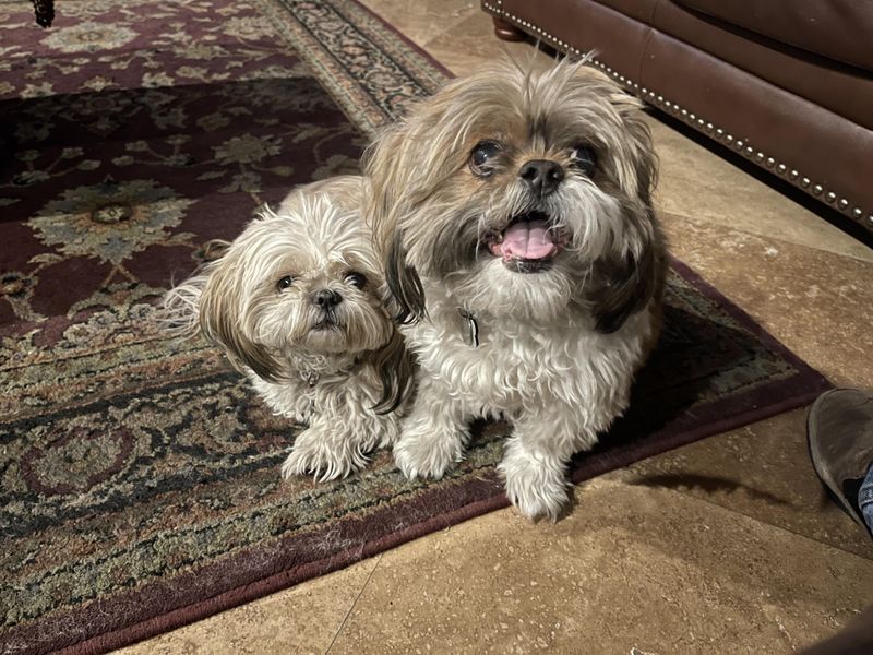 Shih Tzu