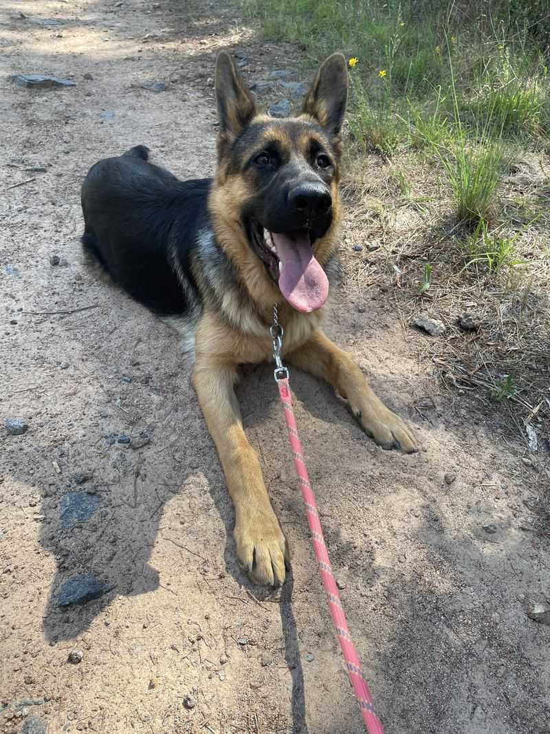 German Shepherd