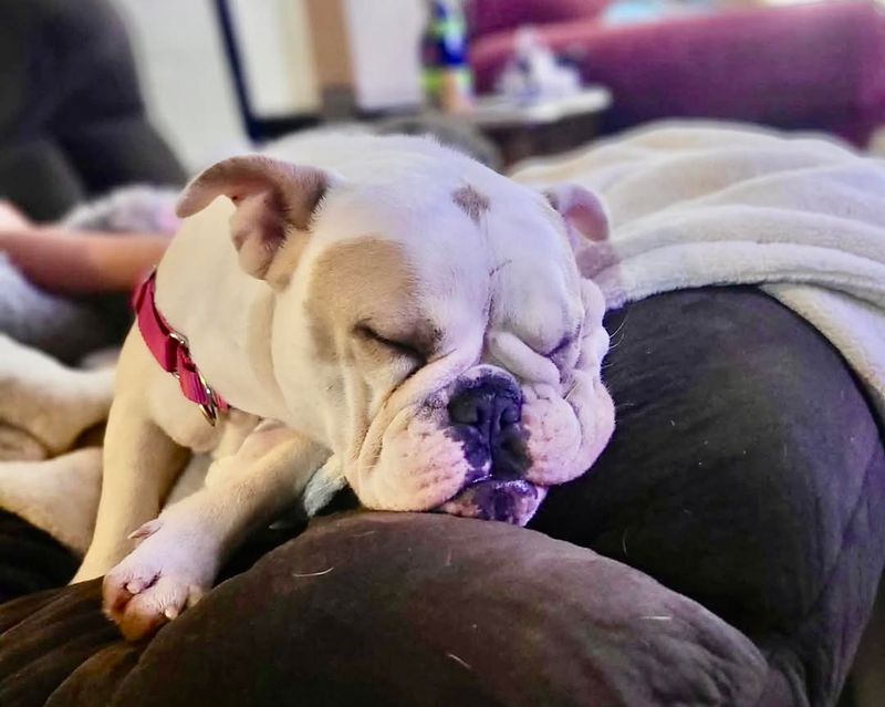 Bulldog