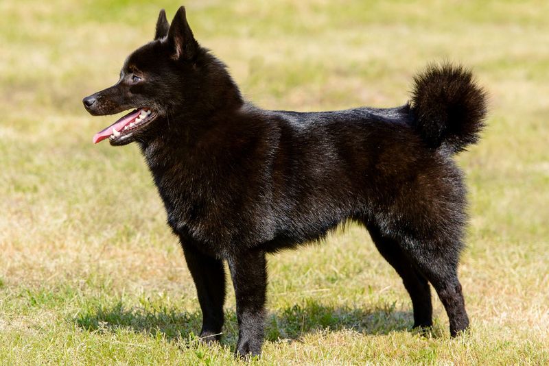 The Enigmatic Schipperke