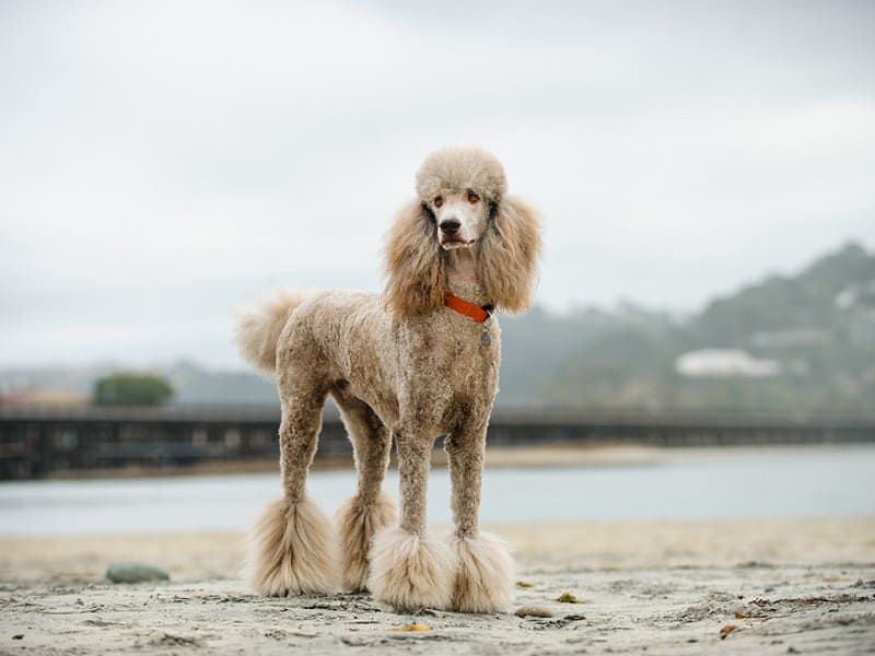 Poodle