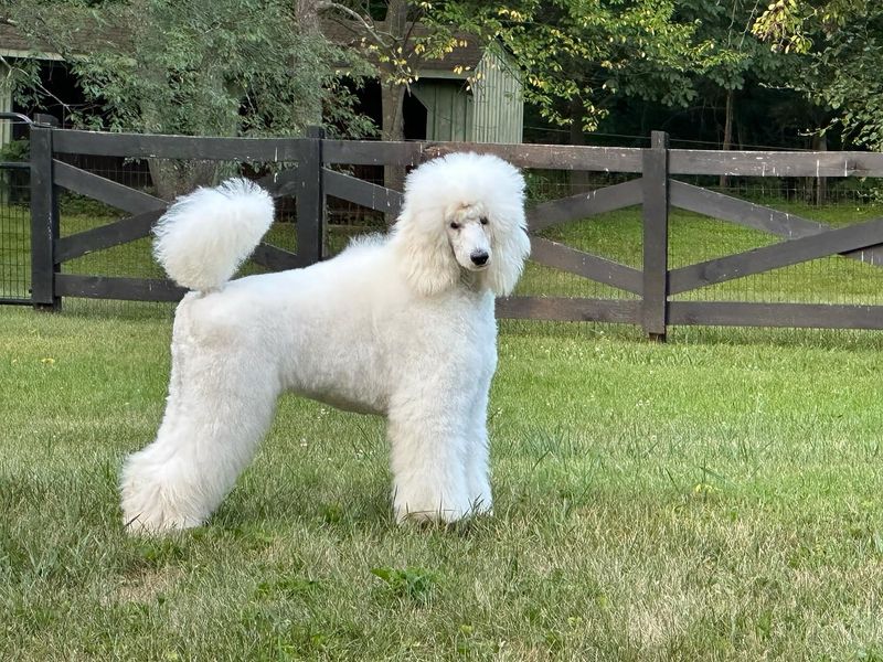 Poodle