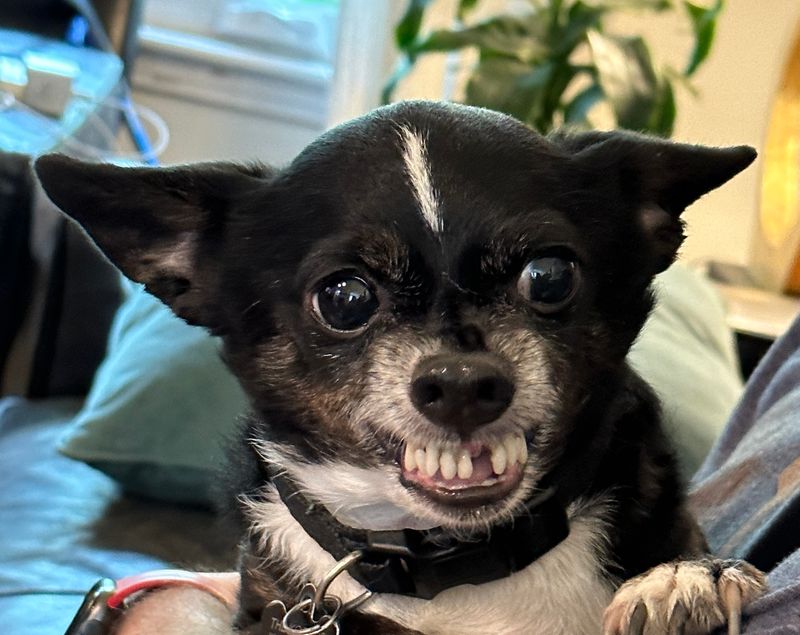 Chihuahua
