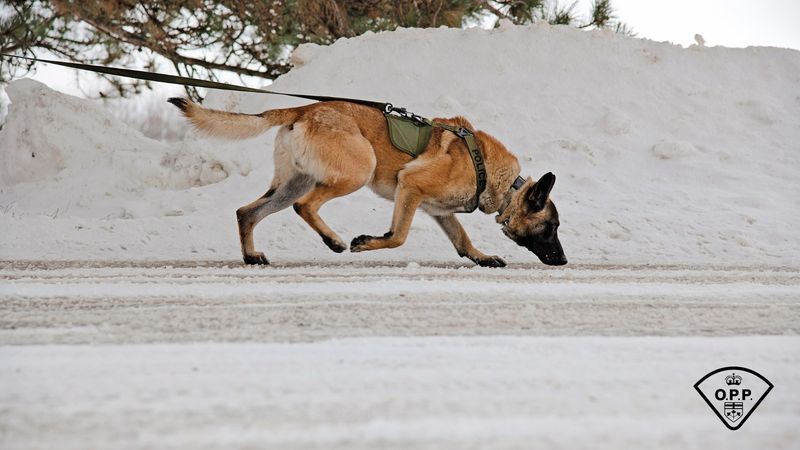 Belgian Malinois