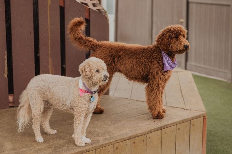 Poodle