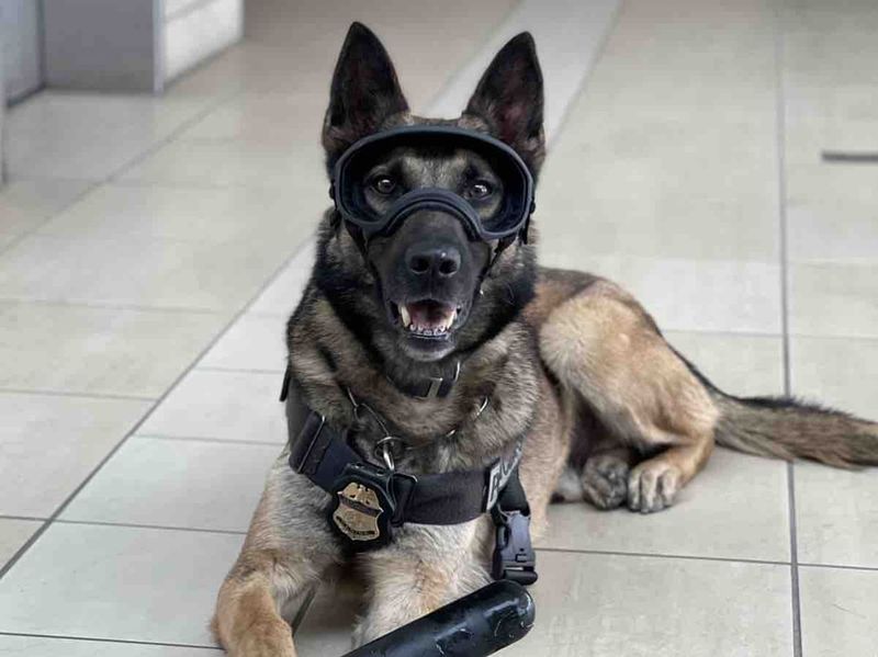 German Shepherd