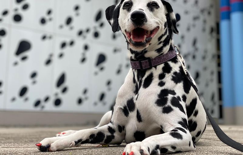 Dalmatian