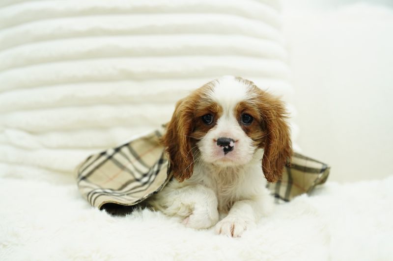 Cavalier King Charles Spaniel