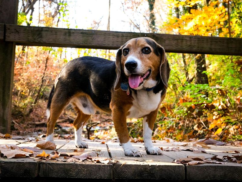 Beagle