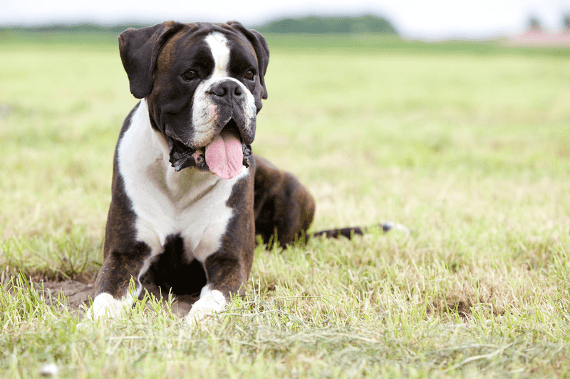 Boxer
