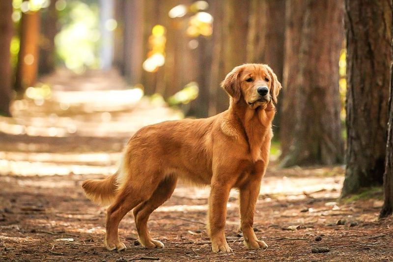 Golden Retriever