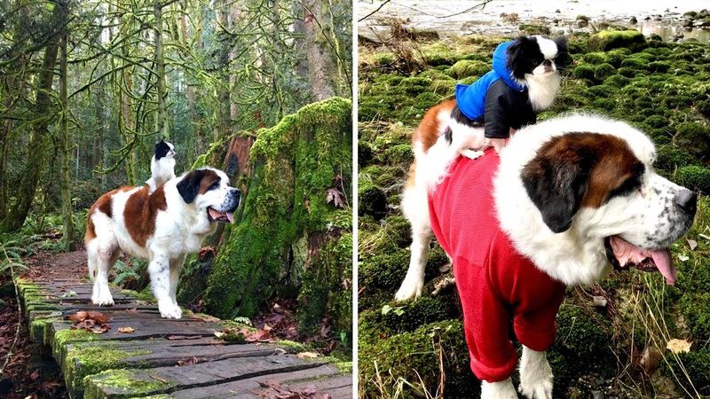 Saint Bernard