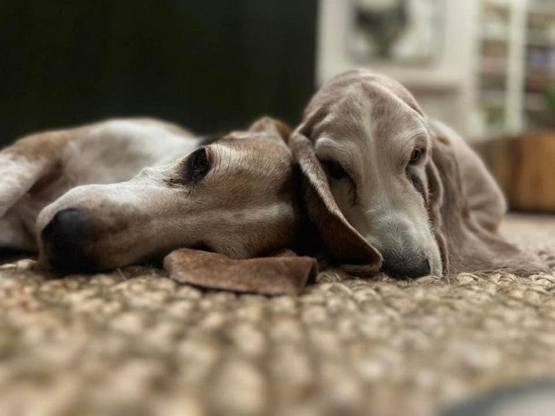 Basset Hound