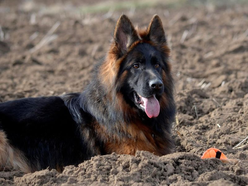 German Shepherd