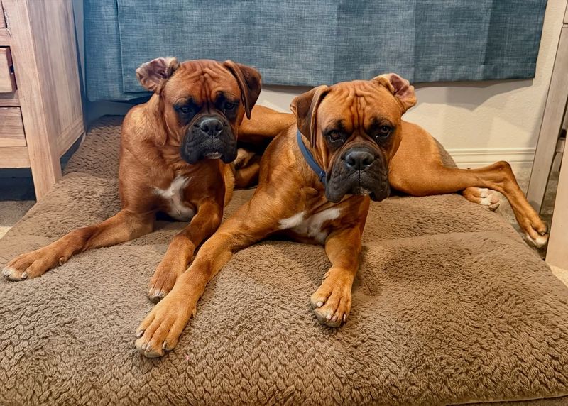 Boxer