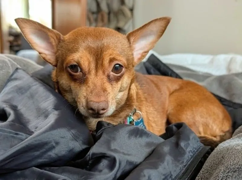Chihuahua