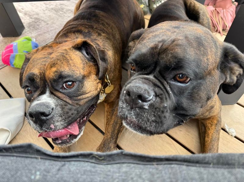 Boxer