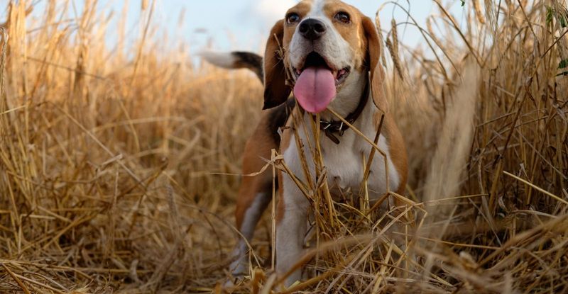 Beagle