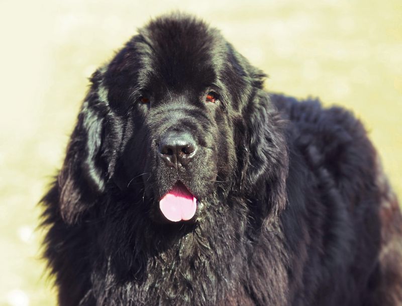 Newfoundland