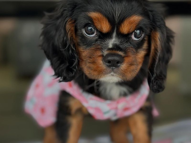 Cavalier King Charles Spaniel