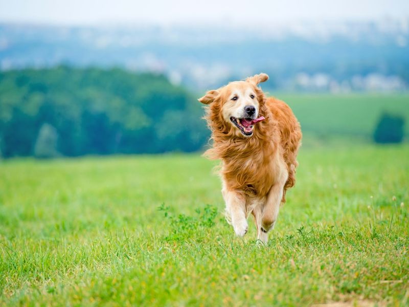Golden Retriever